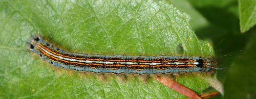 Malacosoma neustria